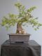 Immagine di Bonsai Quercia
