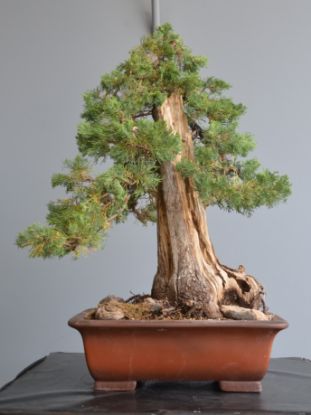Immagine di Bonsai Cipresso