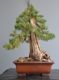 Immagine di Bonsai Cipresso