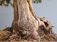 Immagine di Bonsai Cipresso