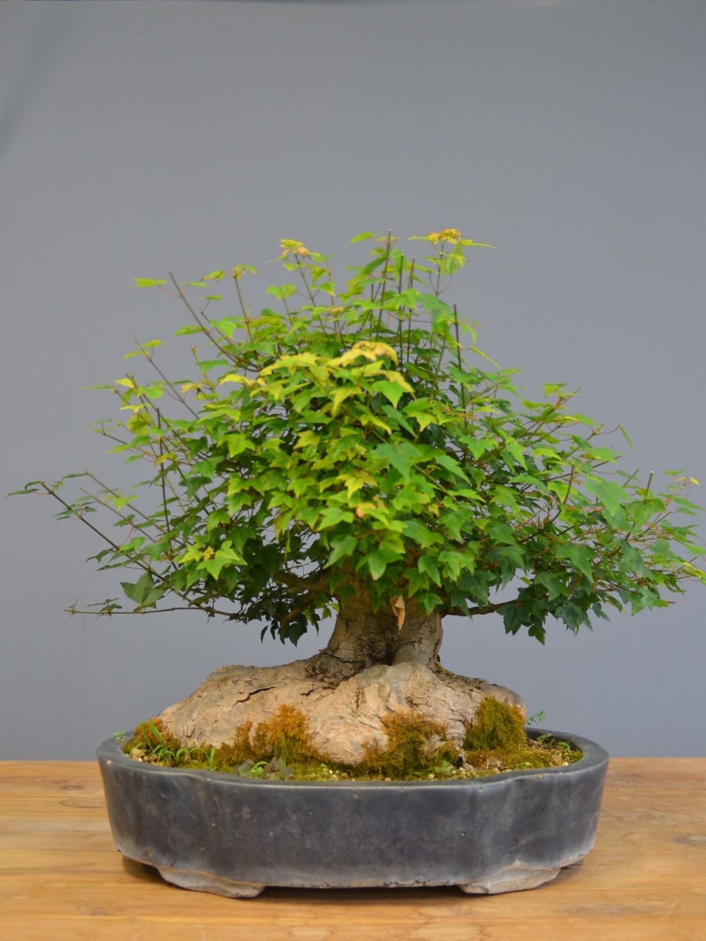 Immagine di Bonsai Acero