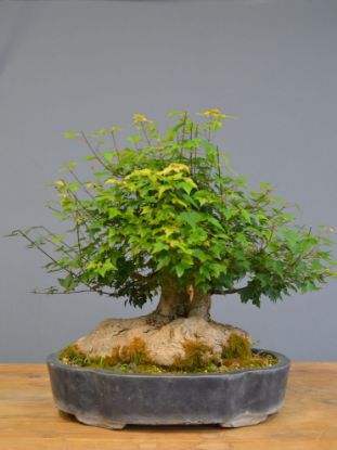 Immagine di Bonsai Acero