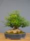 Immagine di Bonsai Acero