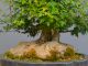Immagine di Bonsai Acero