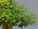 Immagine di Bonsai Acero