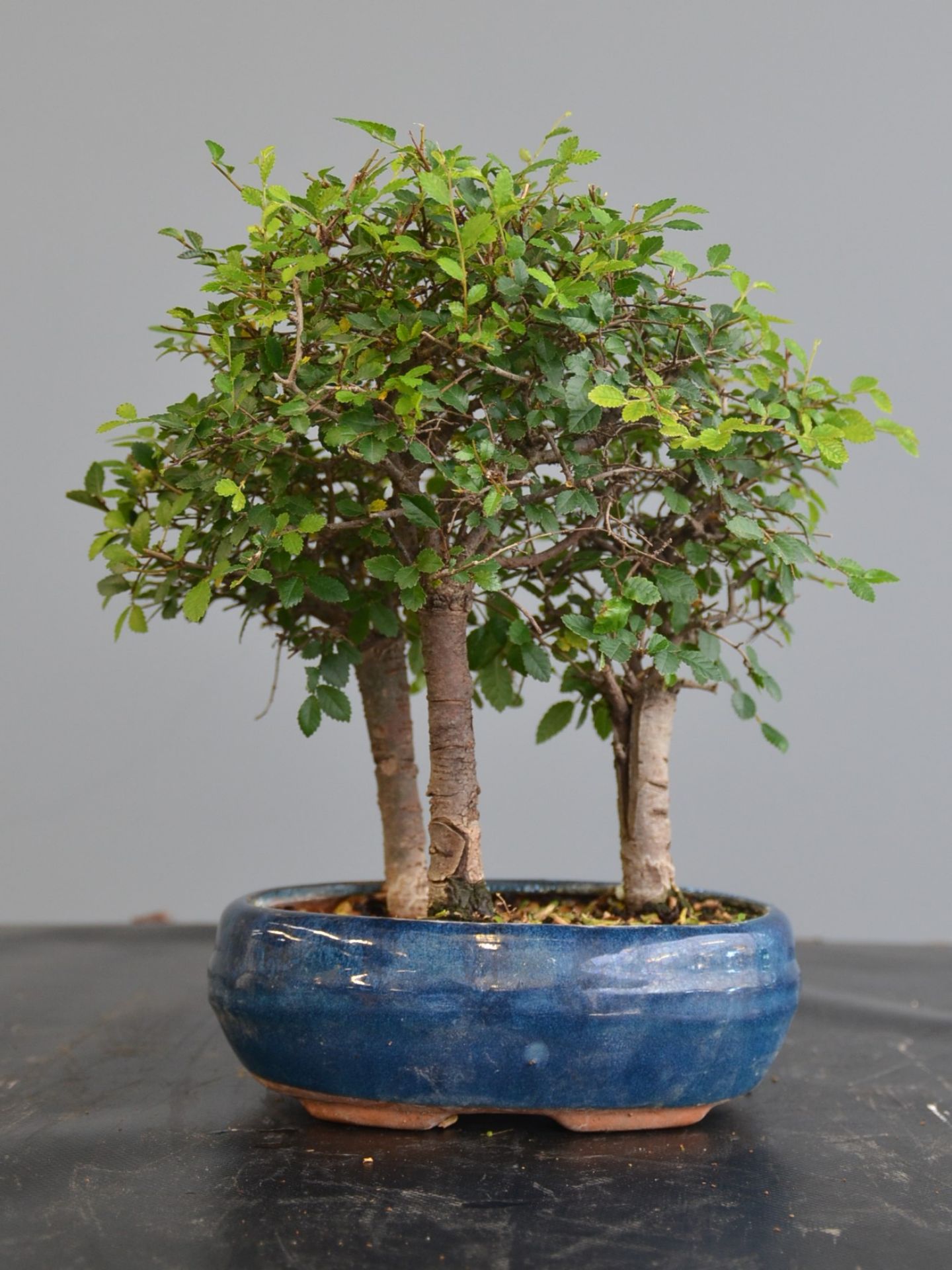 Immagine di Bonsai Olmo