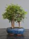 Immagine di Bonsai Olmo