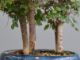 Immagine di Bonsai Olmo