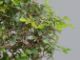 Immagine di Bonsai Olmo