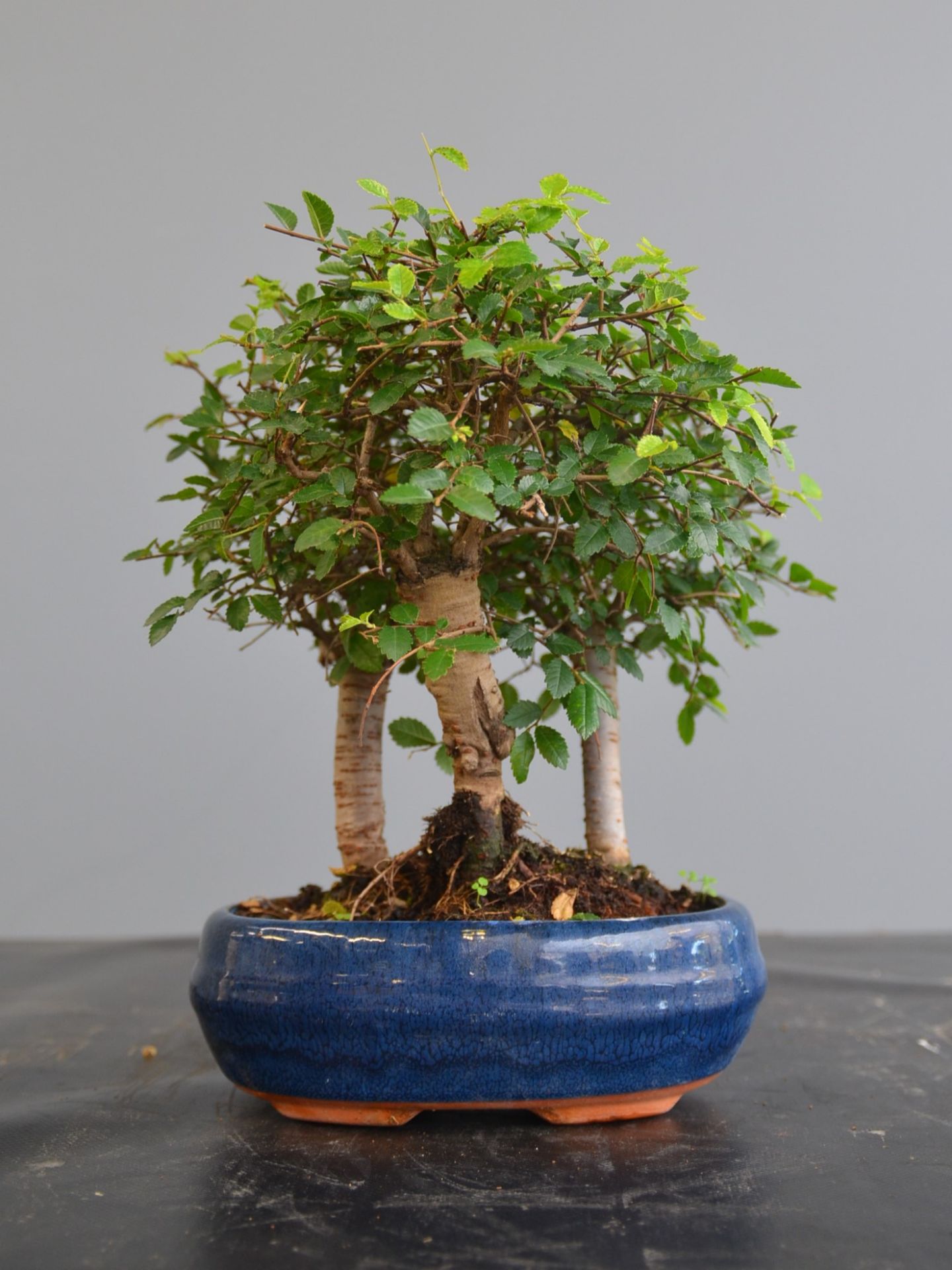 Immagine di Bonsai Olmo