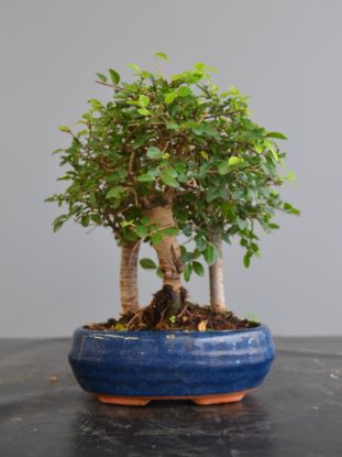 Immagine di Bonsai Olmo
