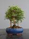 Immagine di Bonsai Olmo