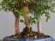 Immagine di Bonsai Olmo