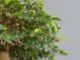 Immagine di Bonsai Olmo