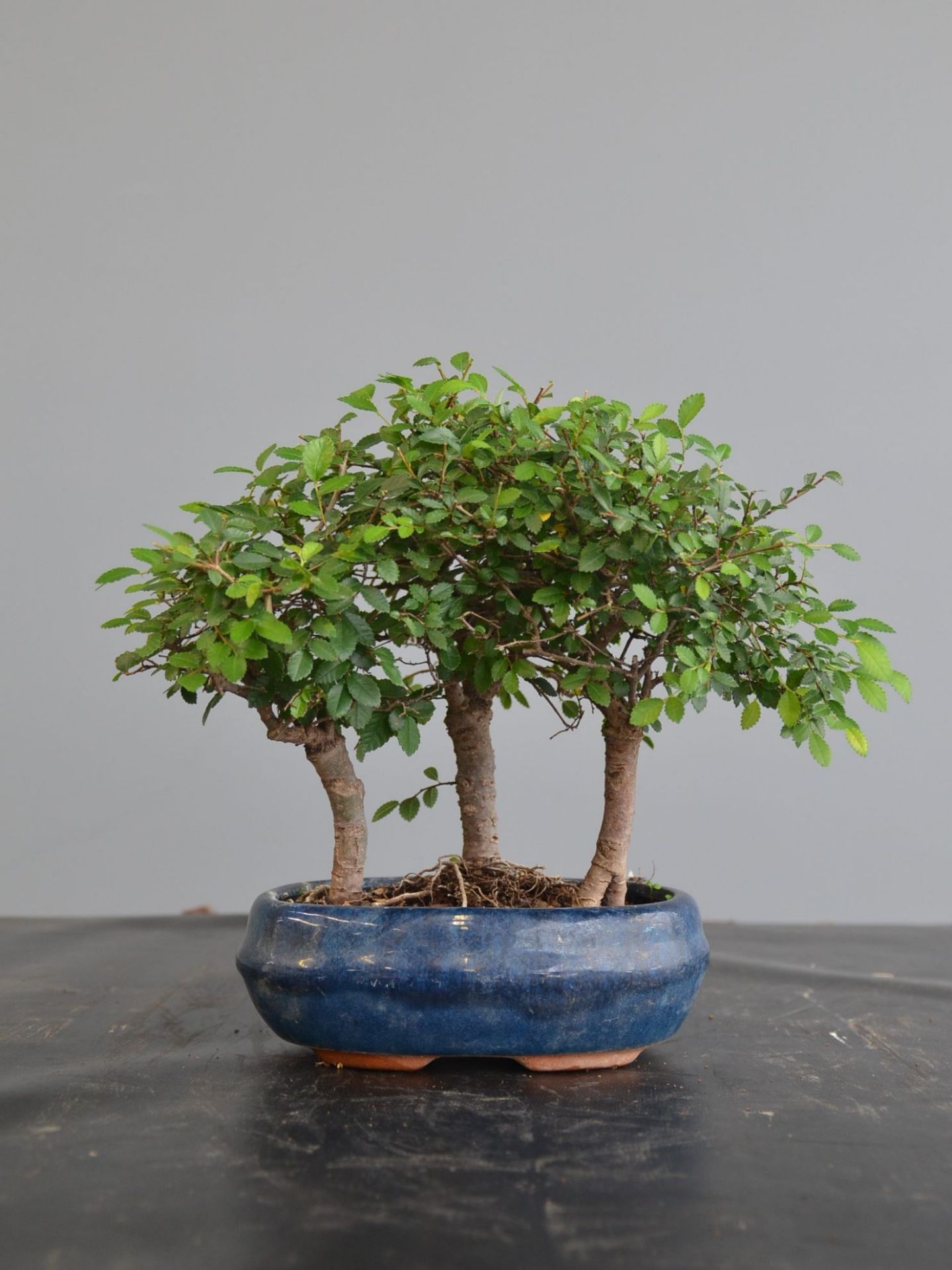 Immagine di Bonsai Olmo