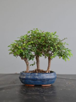 Immagine di Bonsai Olmo