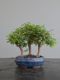 Immagine di Bonsai Olmo