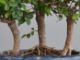 Immagine di Bonsai Olmo