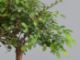 Immagine di Bonsai Olmo