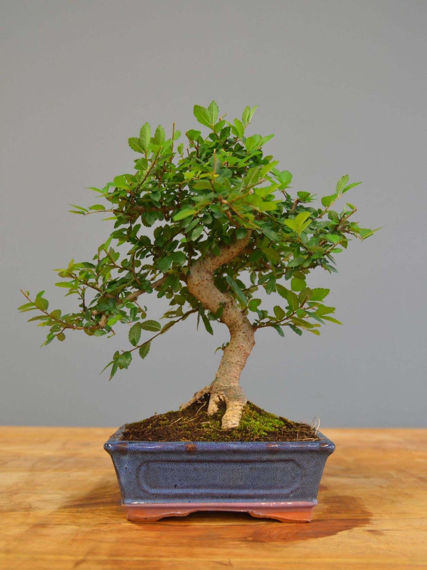 Immagine di Bonsai Olmo
