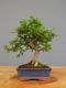 Immagine di Bonsai Olmo