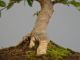 Immagine di Bonsai Olmo