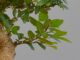 Immagine di Bonsai Olmo