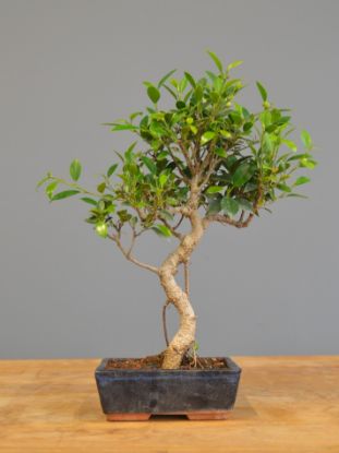 Immagine di Bonsai Ficus 
