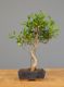 Immagine di Bonsai Ficus 