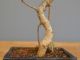 Immagine di Bonsai Ficus 