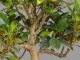 Immagine di Bonsai Ficus 