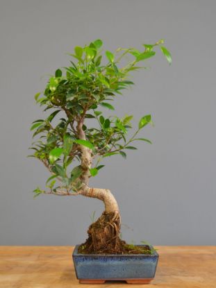 Immagine di Bonsai Ficus 
