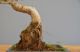 Immagine di Bonsai Ficus 