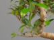 Immagine di Bonsai Ficus 