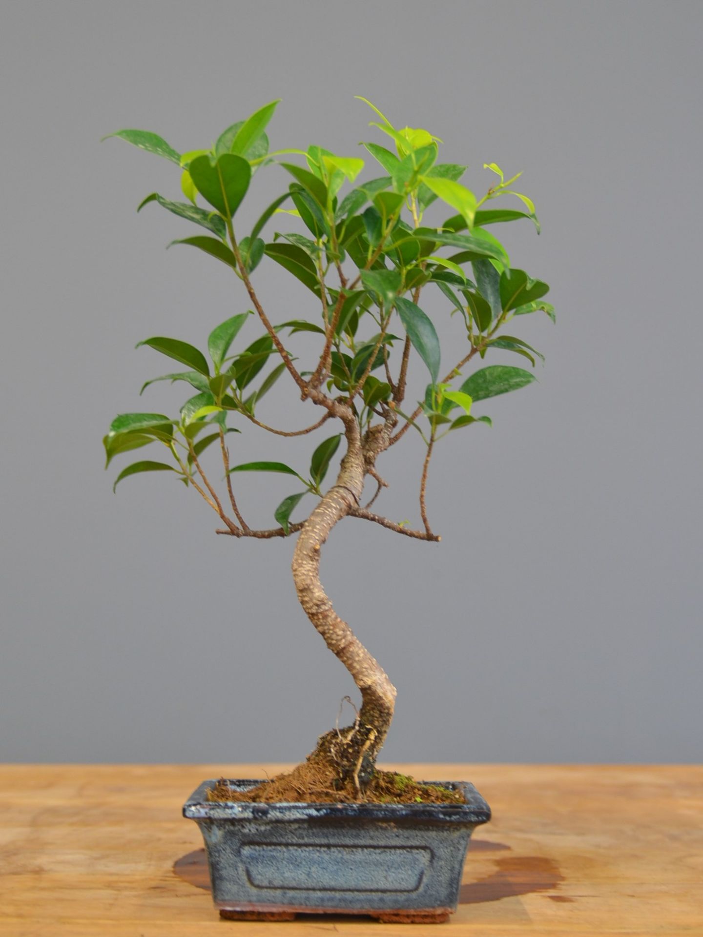 Immagine di Bonsai Ficus