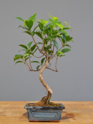 Immagine di Bonsai Ficus