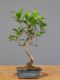 Immagine di Bonsai Ficus