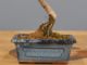 Immagine di Bonsai Ficus