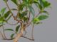 Immagine di Bonsai Ficus