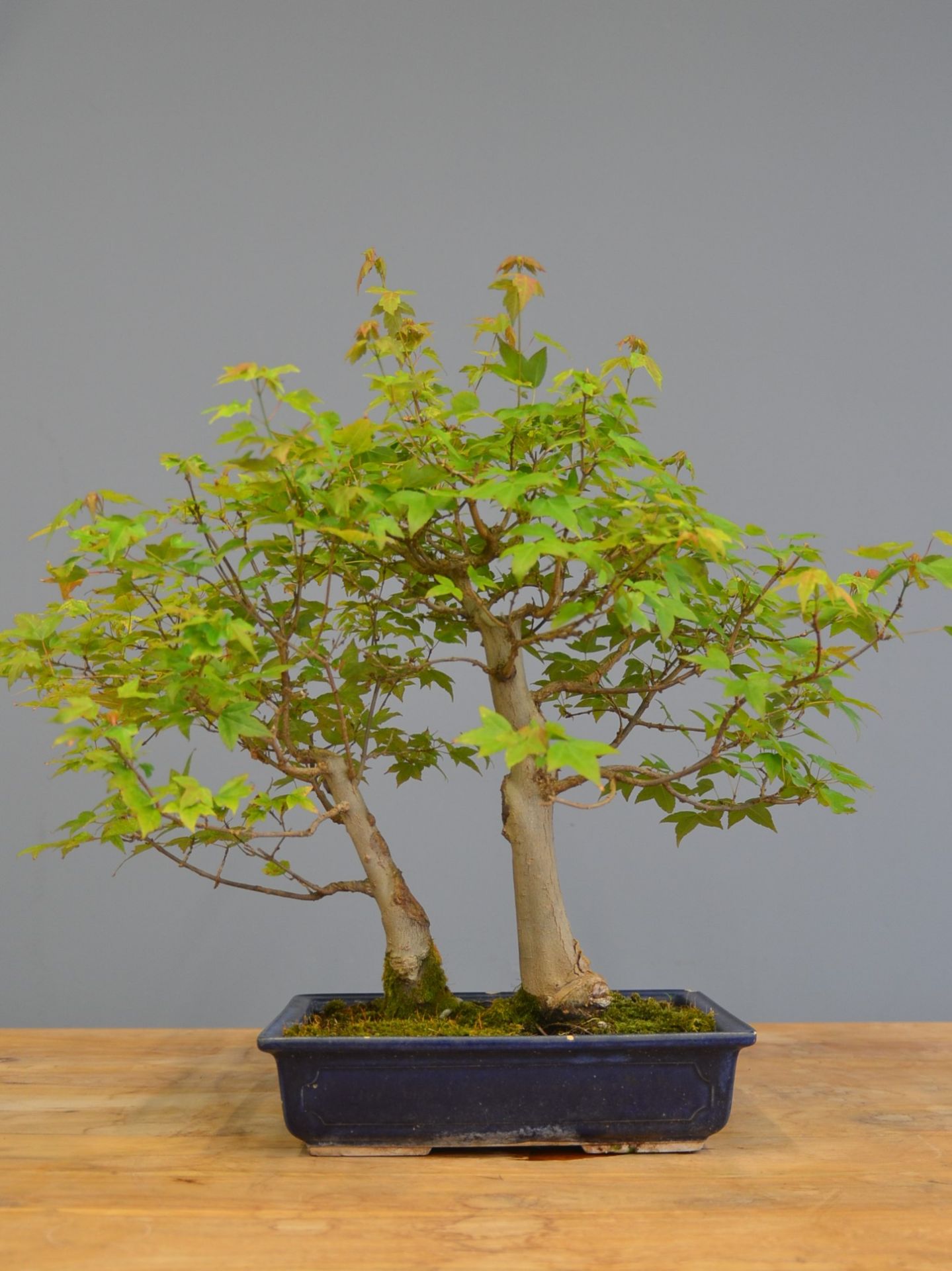 Immagine di Bonsai Acero
