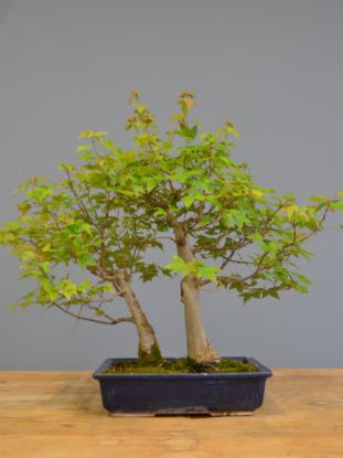 Immagine di Bonsai Acero