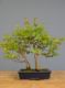 Immagine di Bonsai Acero