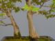 Immagine di Bonsai Acero