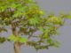 Immagine di Bonsai Acero
