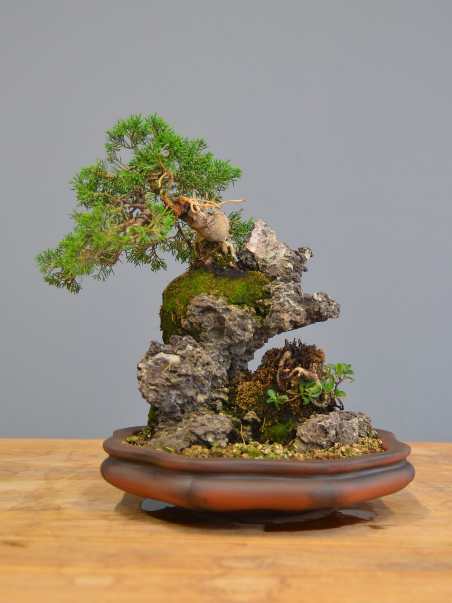 Immagine di Bonsai Ginepro
