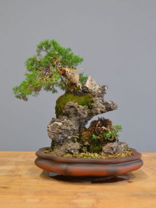 Immagine di Bonsai Ginepro