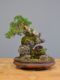 Immagine di Bonsai Ginepro