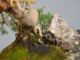 Immagine di Bonsai Ginepro