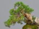Immagine di Bonsai Ginepro
