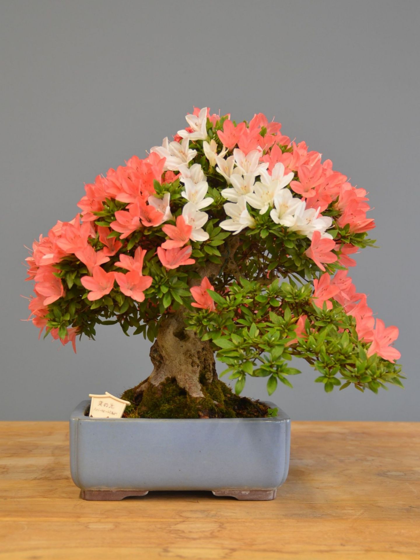 Immagine di Bonsai Azalea